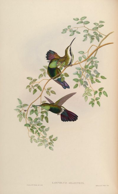 Lampornis gramineus = Anthracothorax viridigula graminea de John Gould